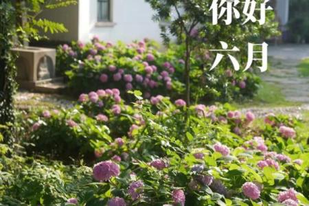 六月十一：盛夏佳节，好运连连