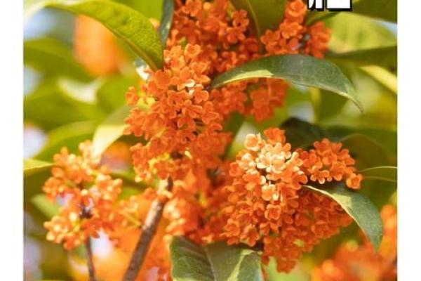 八月桂花香,月圆人团圆,共赏中秋美景 八月桂花香,月圆人团圆,共赏中秋美景