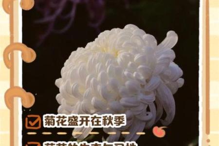 探索菊月的农历日期，你知道它是几月吗？